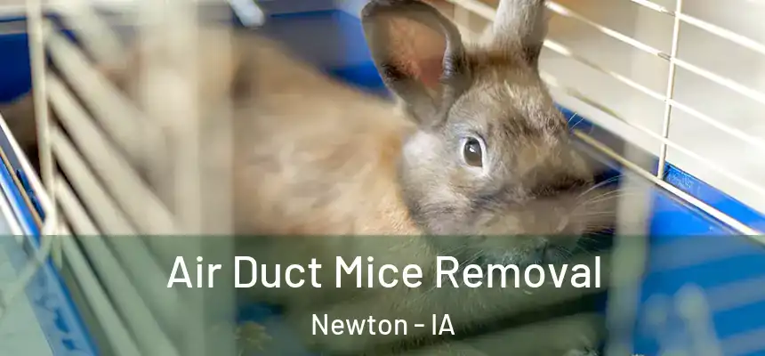  Air Duct Mice Removal Newton - IA